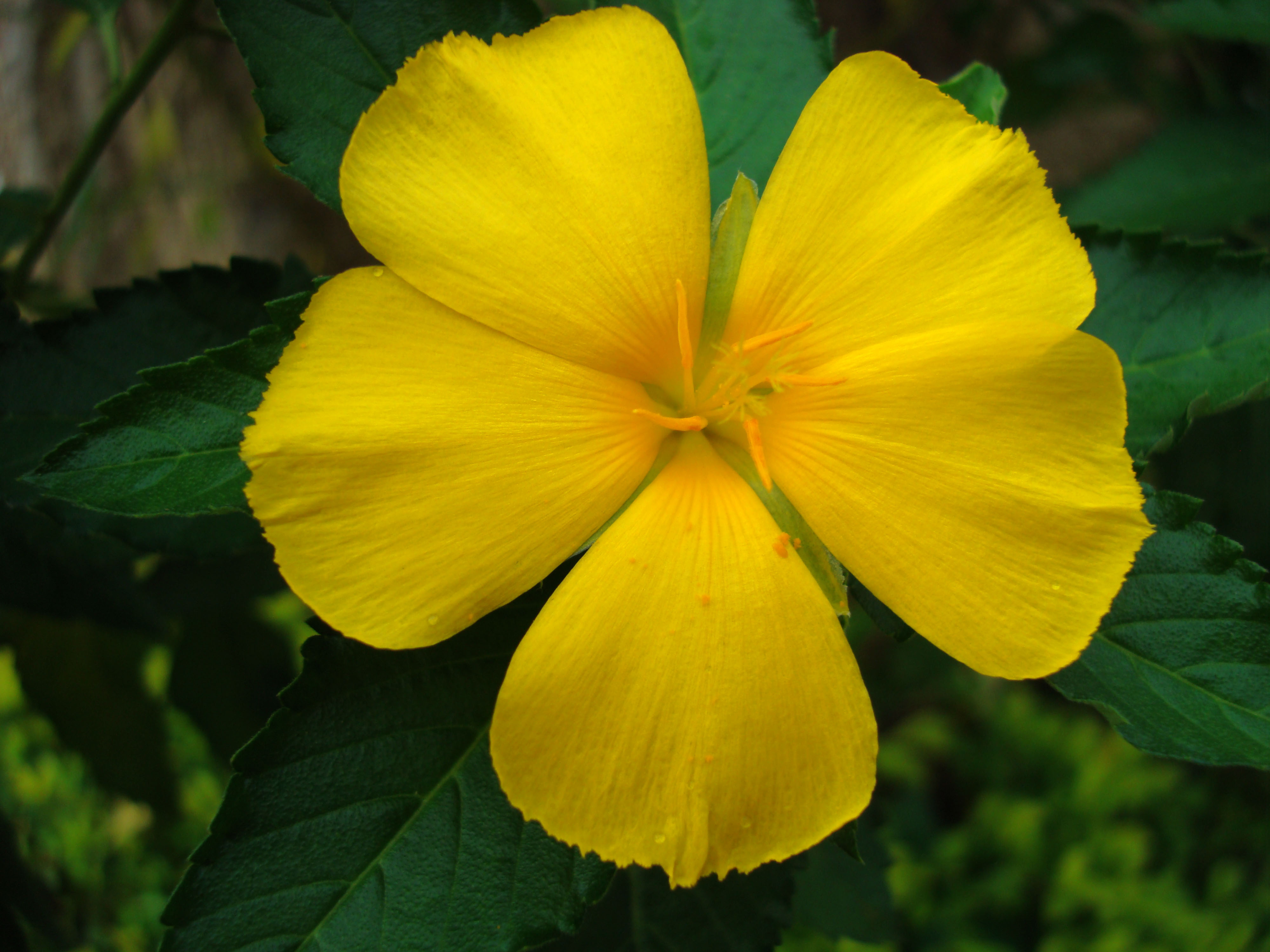 flowers to philippines