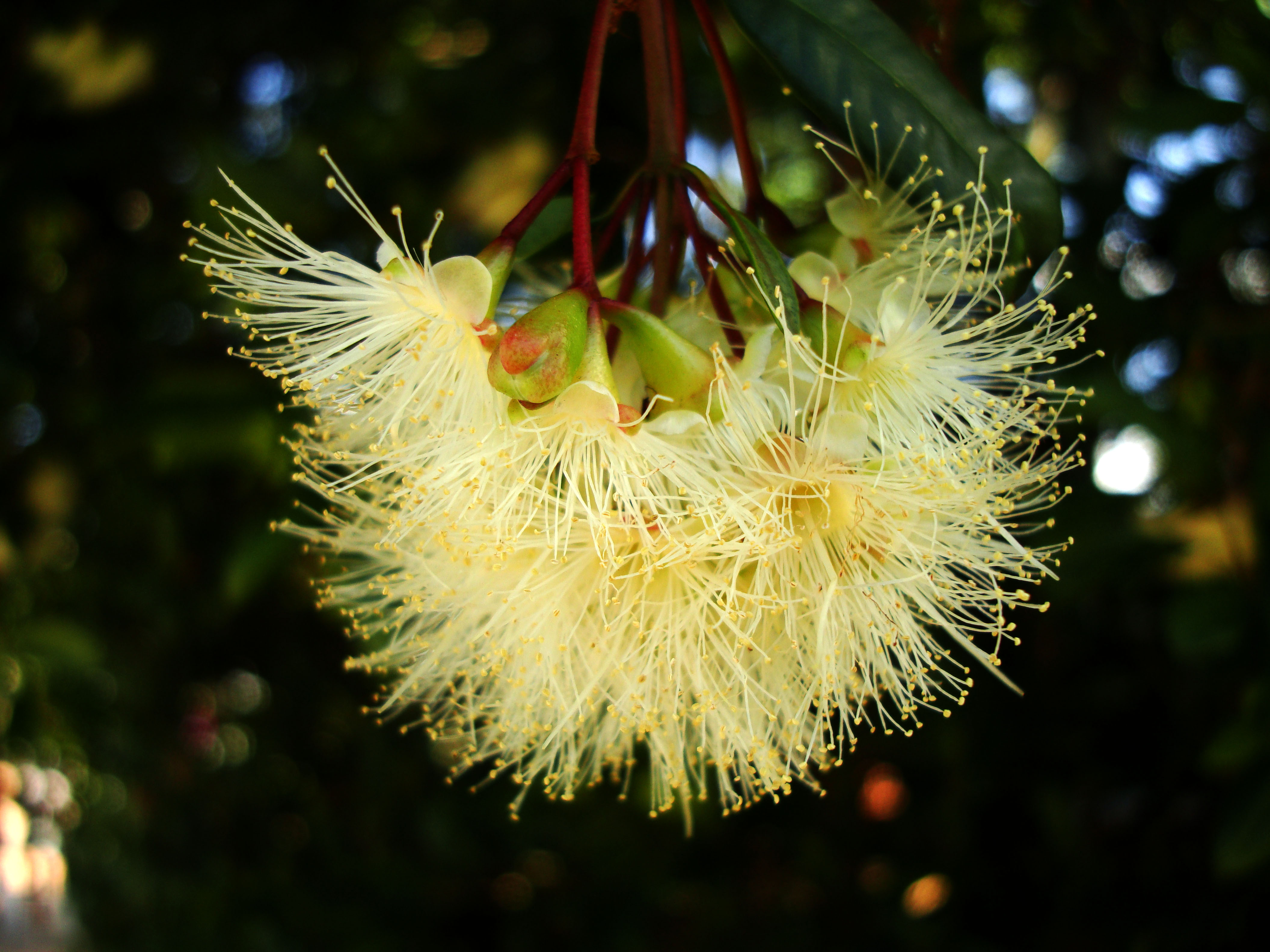 Spring flowers Malaney Queensland Australia 13