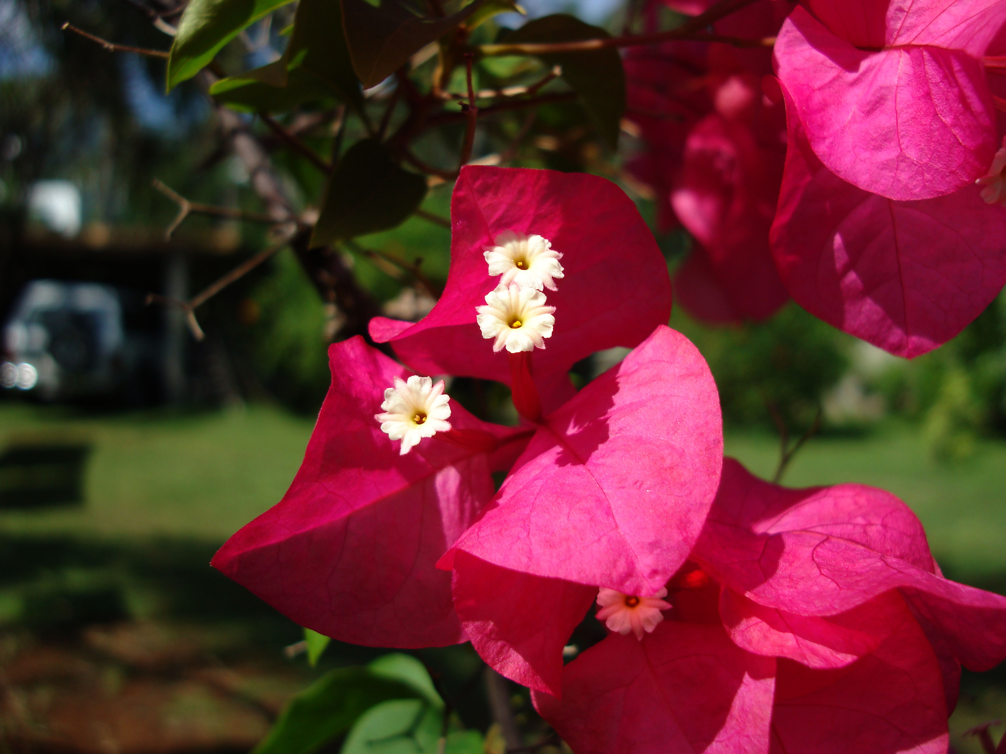 asisbiz-tropical-garden-flowers-ayala-alabang-manila-philippines-60