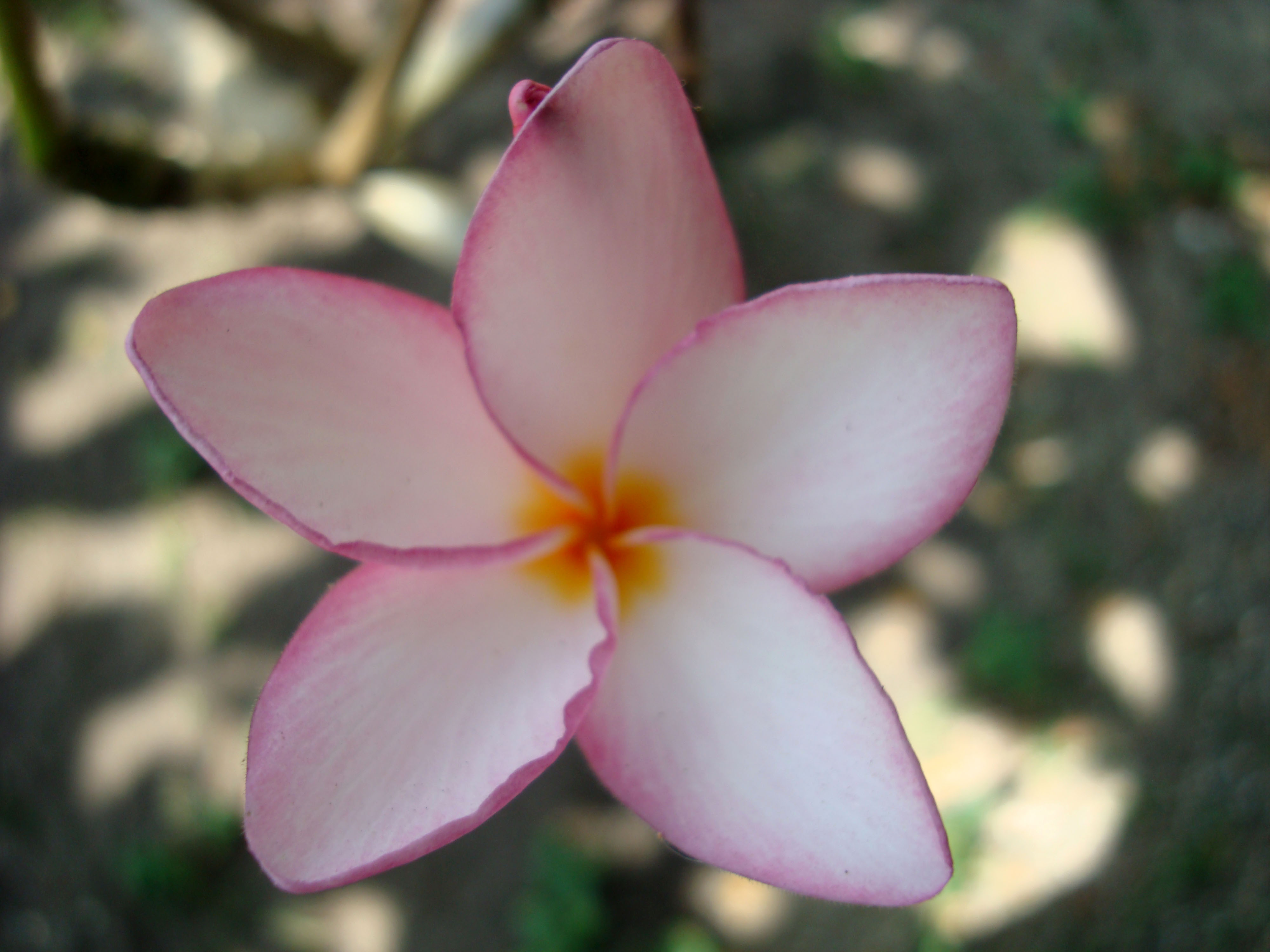 Asisbiz Tropical Garden Flowers Ayala Alabang Manila Philippines 96