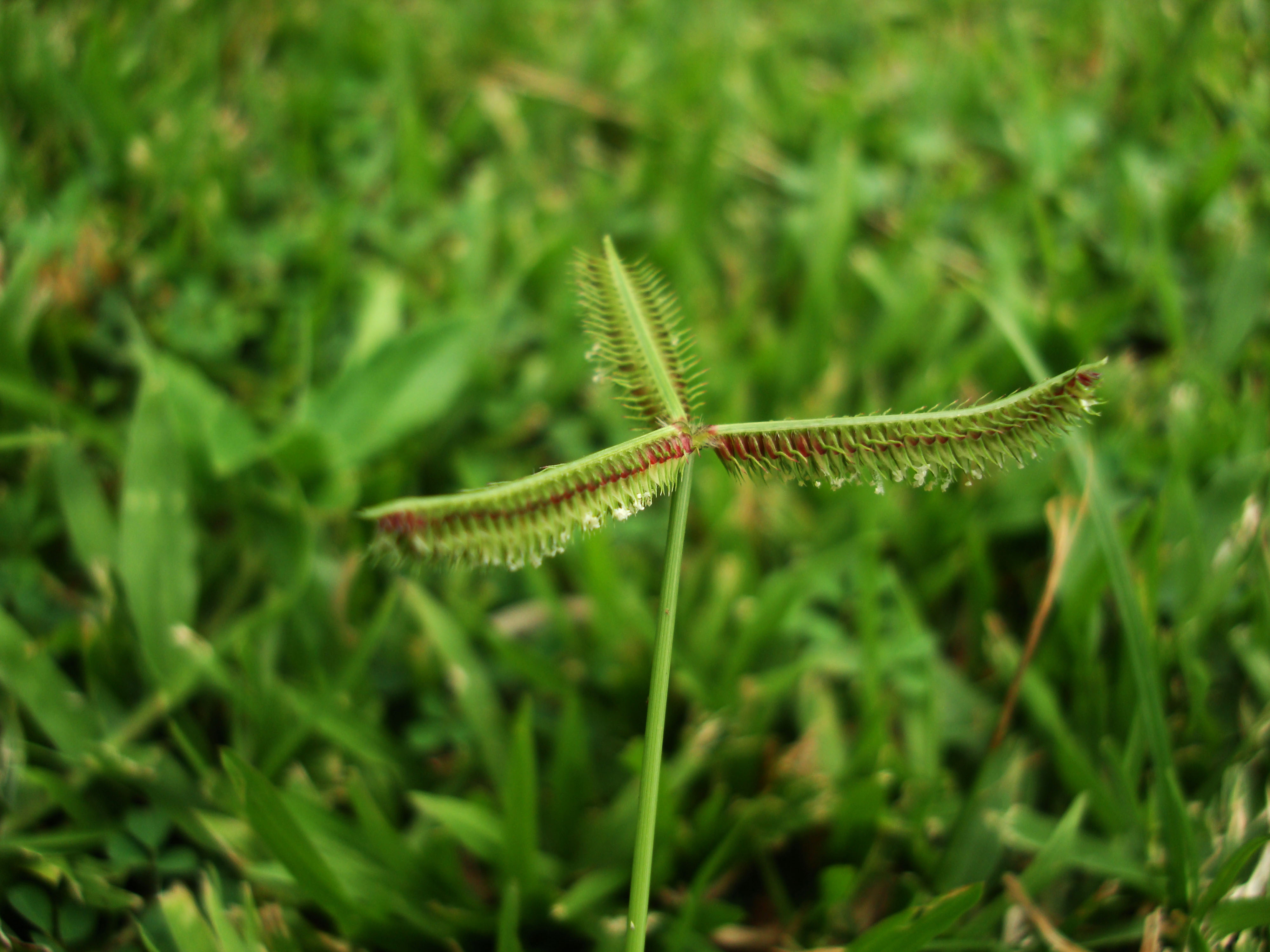 Asisbiz Philippines Native Grasses Puerto Gallera