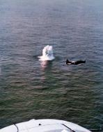 Asisbiz Douglas SBD Dauntless after dropping a deadly depth charge over an enemy submarine operation Torch Nov 1942 Lot 11582 2