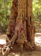 Asisbiz A Banteay Kdei Temple giant spirit trees 01