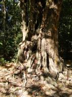 Asisbiz A Banteay Kdei Temple giant spirit trees 02