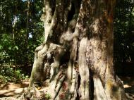 Asisbiz A Banteay Kdei Temple giant spirit trees 03