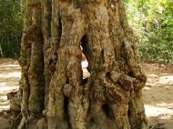 Asisbiz A Banteay Kdei Temple giant spirit trees 04