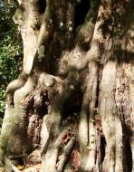 Asisbiz A Banteay Kdei Temple spirit giant tree snake 01
