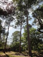 Asisbiz Banteay Kdei Temple giant trees 01