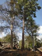 Asisbiz Banteay Kdei Temple giant trees 02