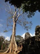 Asisbiz D Banteay Kdei Temple western entrance giant tree 01