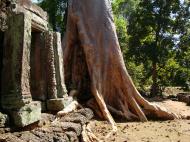 Asisbiz D Banteay Kdei Temple western entrance giant tree 09