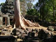Asisbiz D Banteay Kdei Temple western entrance giant tree 10