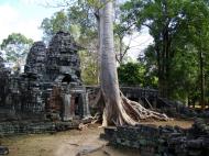 Asisbiz D Banteay Kdei Temple western entrance giant tree 11