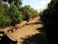 Asisbiz Banteay Samre Temple causeway East Baray Jan 2010 02