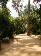 Asisbiz Preah Khan Temple giant tree along the pathway Angkor Thom 01