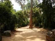 Asisbiz Preah Khan Temple giant tree along the pathway Angkor Thom 02