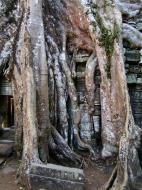 Asisbiz Ta Prohm Temple Tomb Raider giant iconic trees dwaf the gopura 01