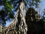 Asisbiz Ta Prohm Temple Tomb Raider giant strangler fig trees dwaf the gopura 02