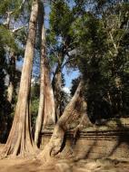 Asisbiz Ta Prohm Temple Tomb Raider giant trees dwaf the laterite walls 05
