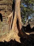 Asisbiz Ta Prohm Temple Tomb Raider giant trees dwaf the laterite walls 07