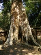 Asisbiz Ta Prohm Temple Tomb Raider giant trees dwaf the laterite walls 09