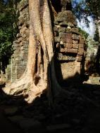 Asisbiz Ta Prohm Temple Tomb Raider giant trees dwaf the laterite walls 12