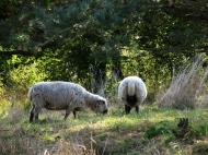 Asisbiz Ecology farming common Danish livestock cattle and sheep Bornholm Denmark 02