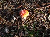 Asisbiz Ecology local fungi Bornholm Denmark 01