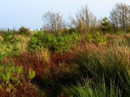 Asisbiz Ecology plants and vegetation conifers ferns Bornholm Denmark 01