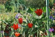 Asisbiz Travel to Claude Monet Chateau garden in Giverny France 14