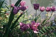 Asisbiz Travel to Claude Monet Chateau garden in Giverny France 23