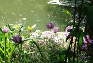 Asisbiz Travel to Claude Monet Water Lily Pond in Giverny France 05