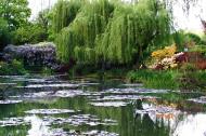 Asisbiz Travel to Claude Monet Water Lily Pond in Giverny France weeping willow 01