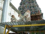 Asisbiz Madurai Alagar Kovil Temple monkeys India May 2004 01