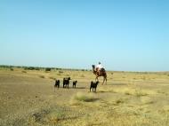 Asisbiz Rajasthan Jaisalmer Camel Safari Thar Desert India Apr 2004 07