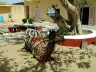 Asisbiz Rajasthan Jaipur Jaigarh Fort camel India Apr 2004 01