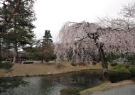 Asisbiz Cherry tree blossoms Byodo in temple Jodo shiki garden Kyoto Japan 01