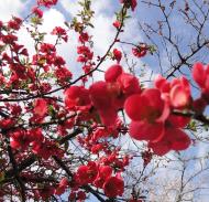 Asisbiz Red Cherry Blossoms Byodo in temple in the city of Uji in Kyoto Prefecture Japan 03