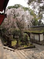 Asisbiz Kasuga taisha Kasuga Grand Shrine architectural style Nara sakura 03