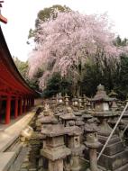 Asisbiz Kasuga taisha Kasuga Grand Shrine architectural style Nara sakura 06