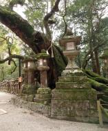 Asisbiz Kasuga taisha Kasuga Grand Shrine beautiful walkways sakura Nara 01