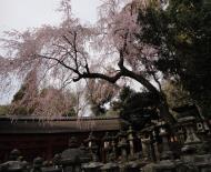 Asisbiz Kasuga taisha Kasuga Grand Shrine cherry tree and lanterns Nara sakura 01