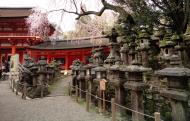 Asisbiz Kasuga taisha Kasuga Grand Shrine cherry tree and lanterns Nara sakura 02