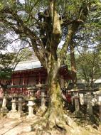 Asisbiz Walk from Nigatsu do to Kasuga taisha Nara sakura season 02