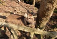 Asisbiz Walk from Nigatsu do to Kasuga taisha biscuit hunting deer 01