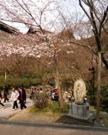 Asisbiz Kiyomizu dera Aterui and More hi monument cherry blossom season 2010 01