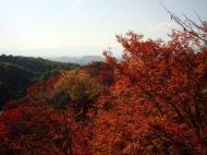 Asisbiz Maple trees Autumn leaves Kiyomizu dera Kyoto Japan Nov 2009 040