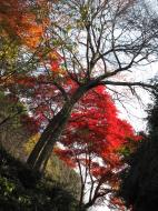 Asisbiz Otowa san Kiyomizu dera garden walkways Kyoto Nov 2009 30