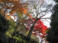 Asisbiz Otowa san Kiyomizu dera garden walkways Kyoto Nov 2009 32