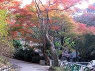 Asisbiz Otowa san Kiyomizu dera garden walkways Kyoto Nov 2009 39